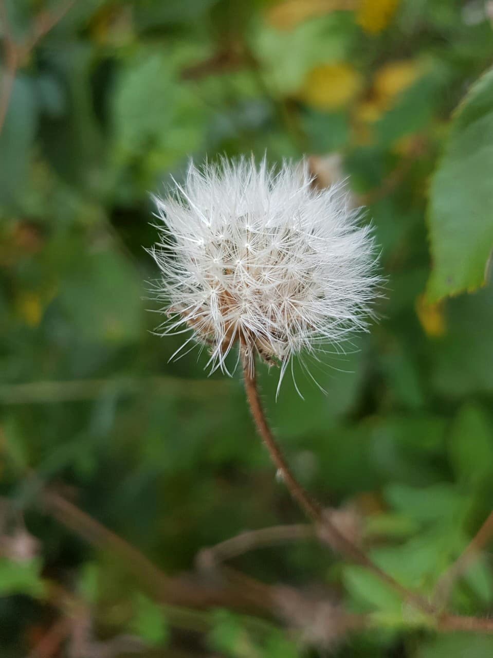 Dandelion