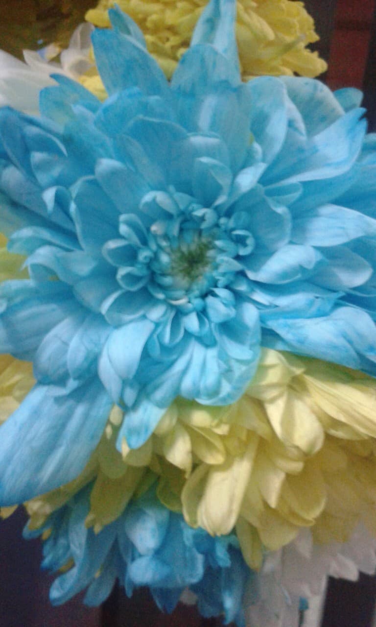 chrysanthemums