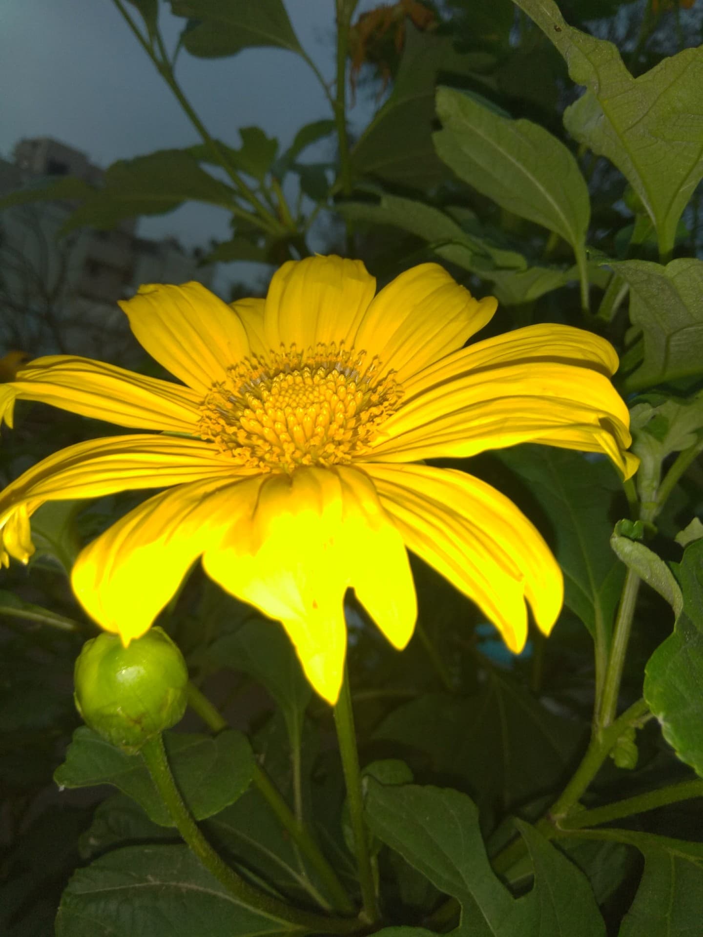 flower of sun