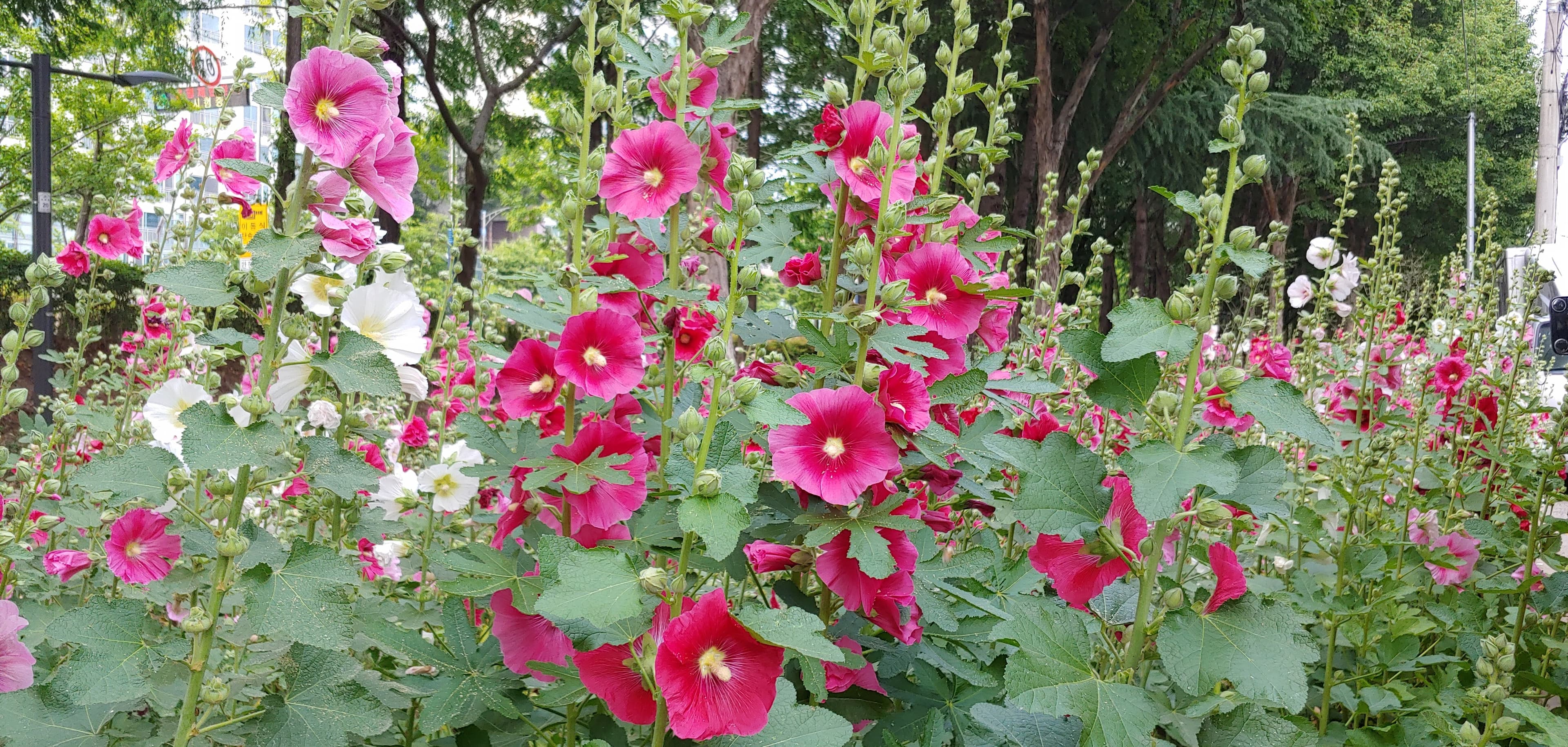 Summer flower^^