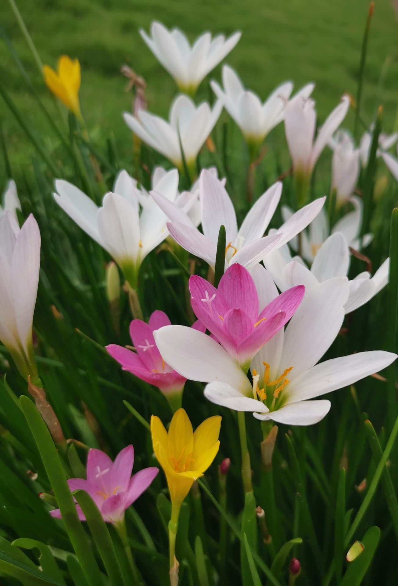 lilly