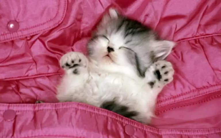 котя