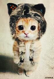 my kitty on clothes