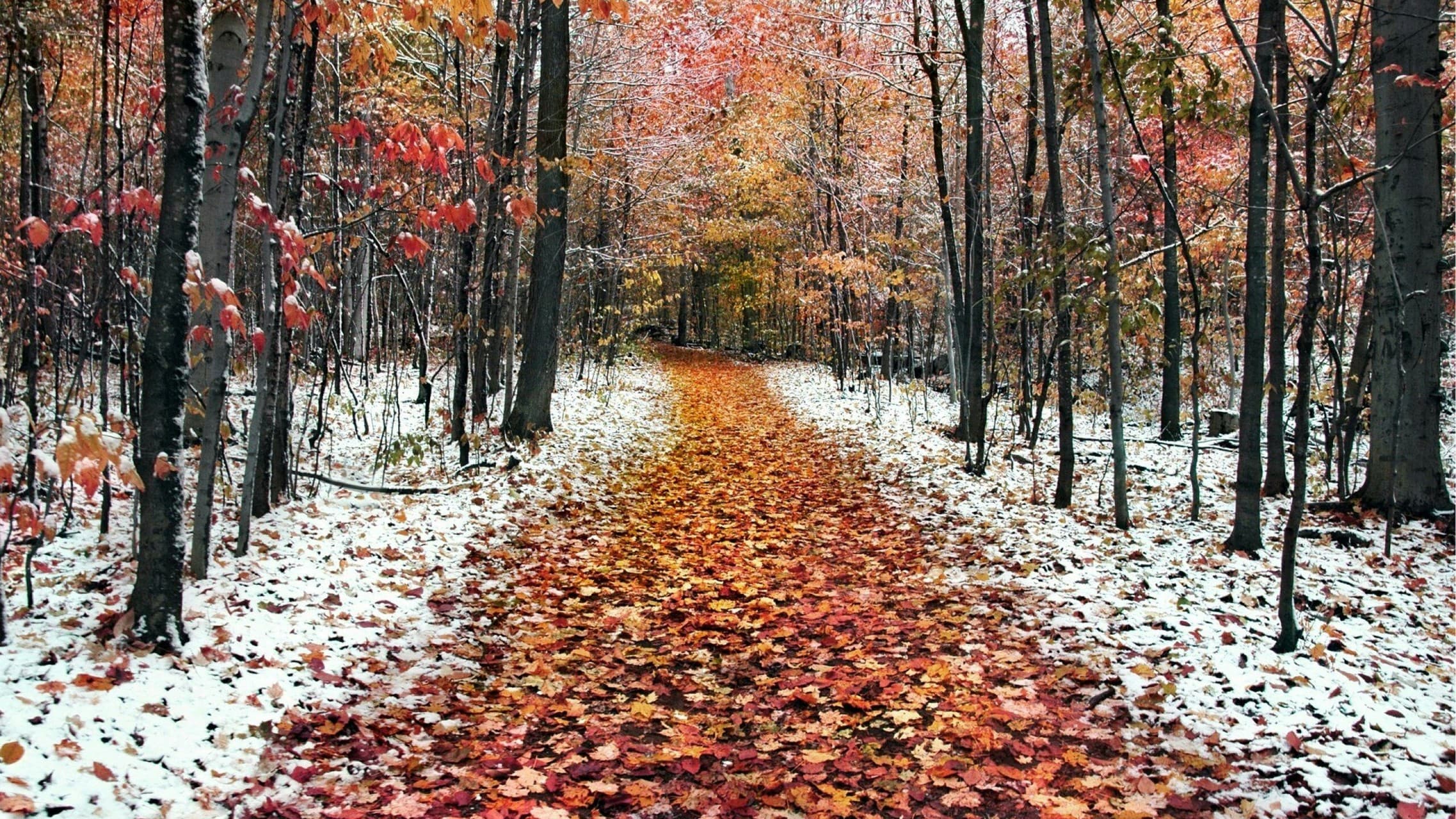 осенняя дорога