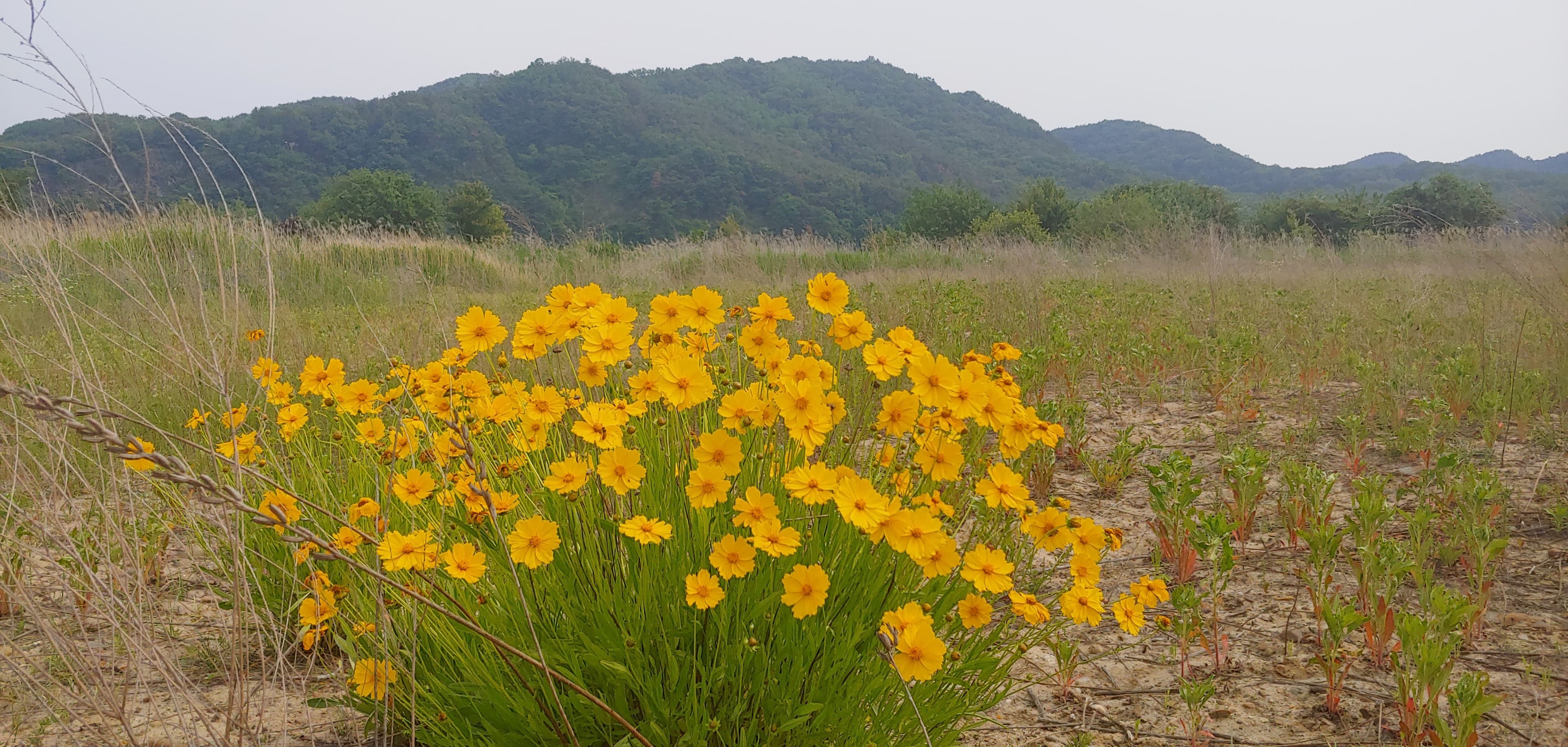 Summer flower^^