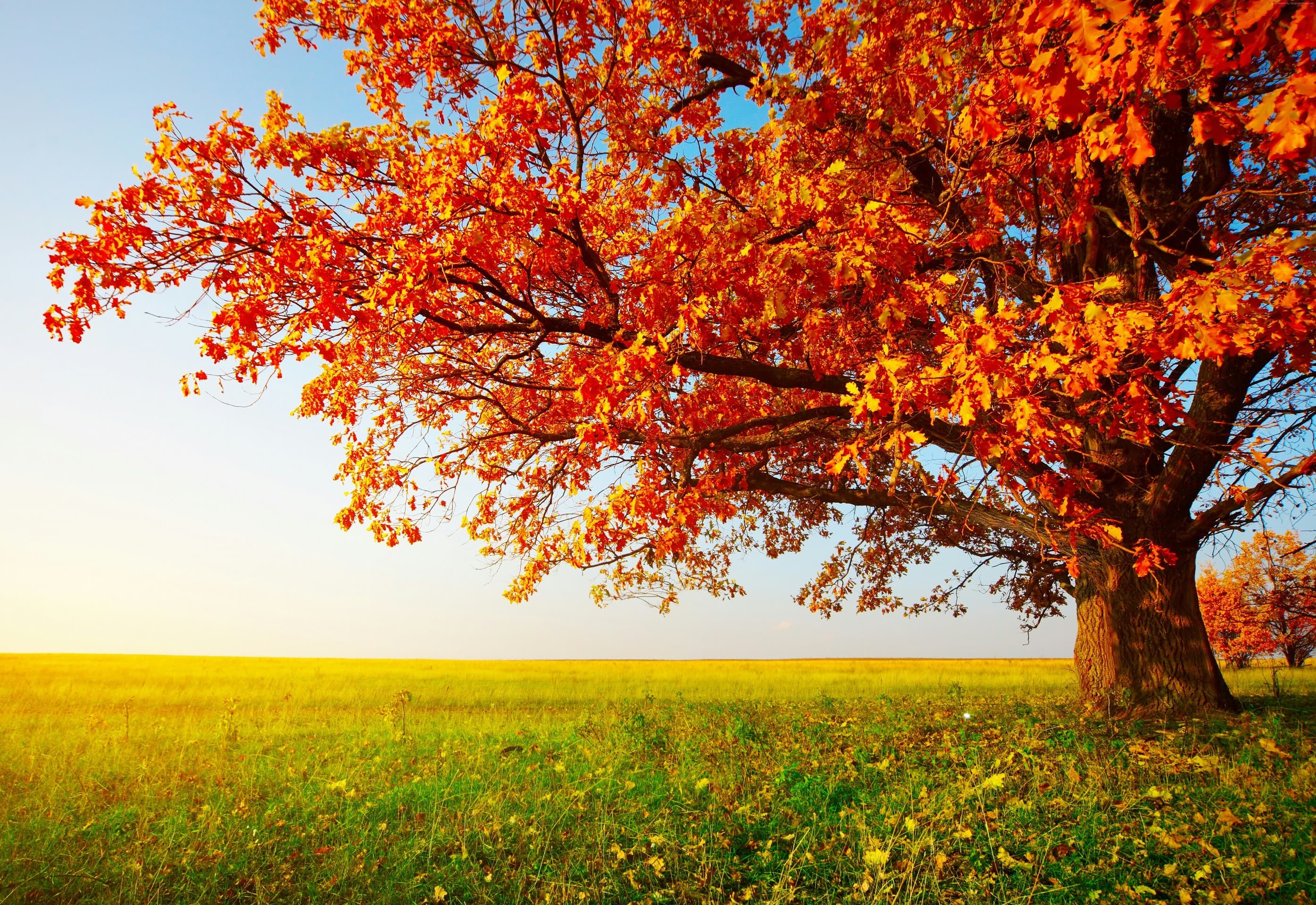 Nature