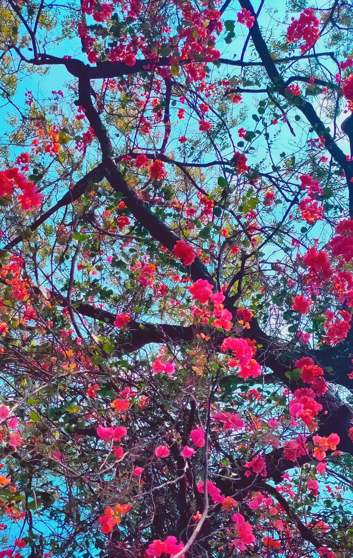 flowery