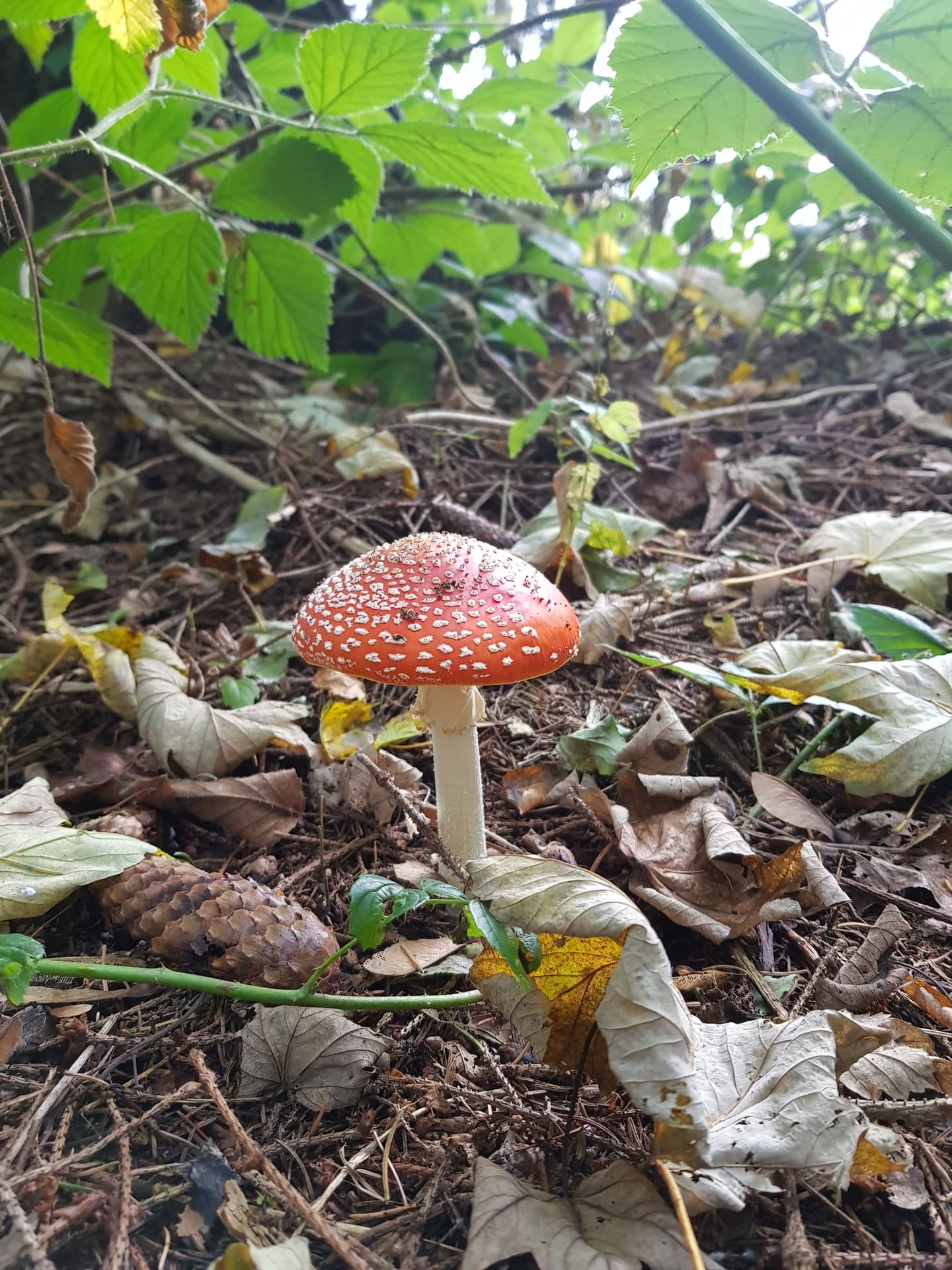 forest