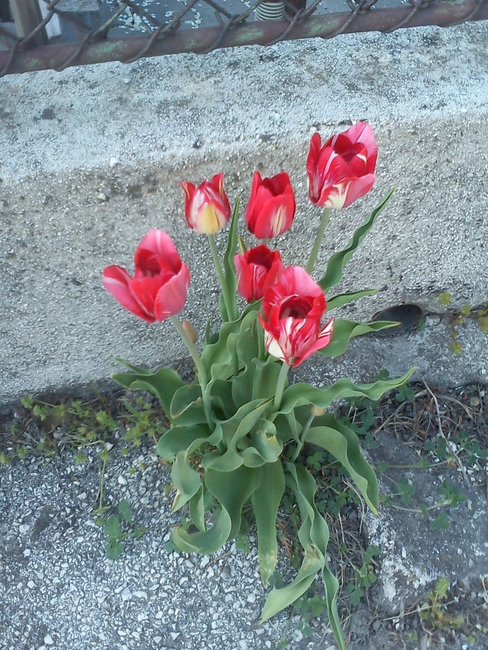 Tulips