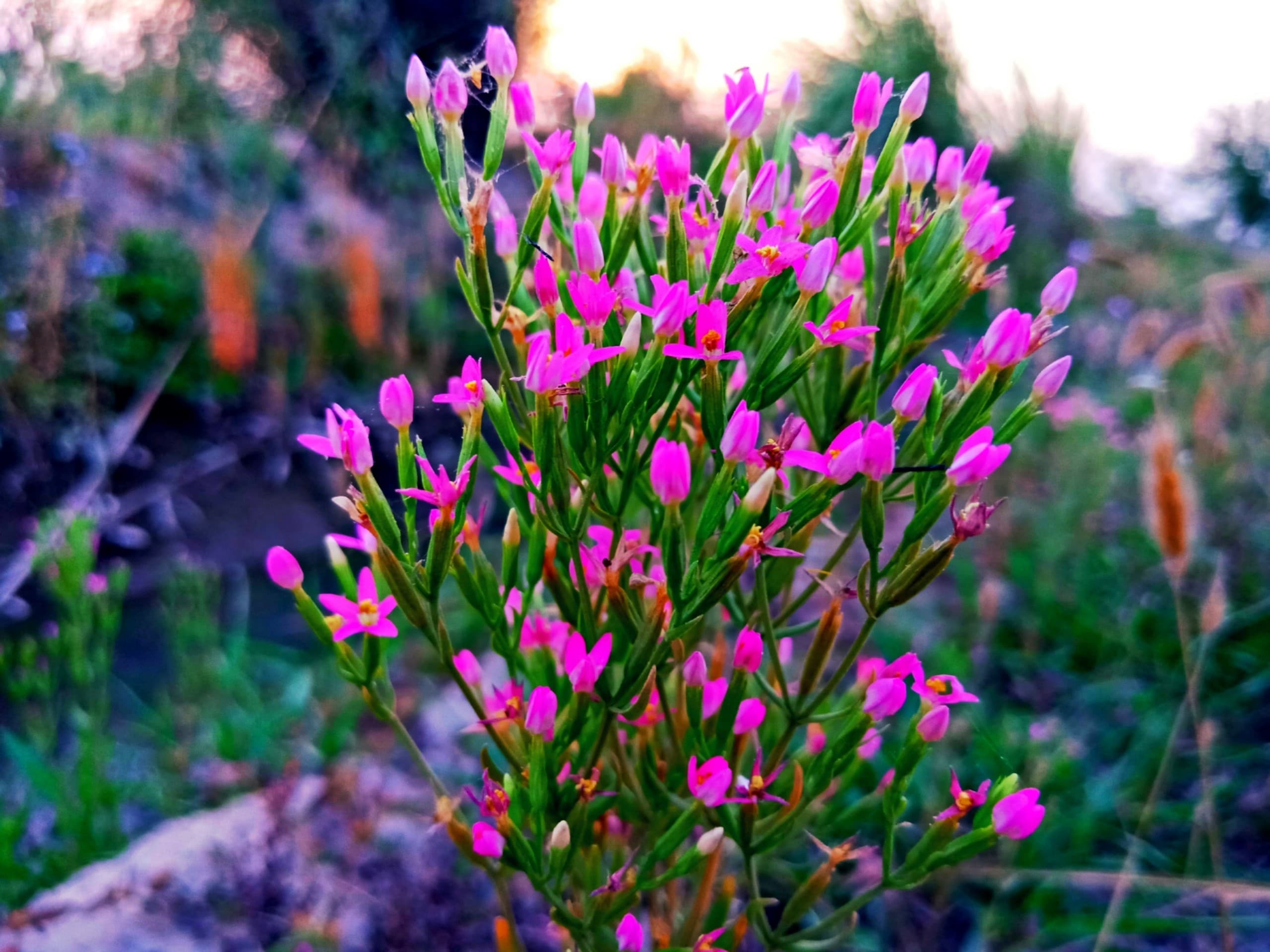 Flowers
