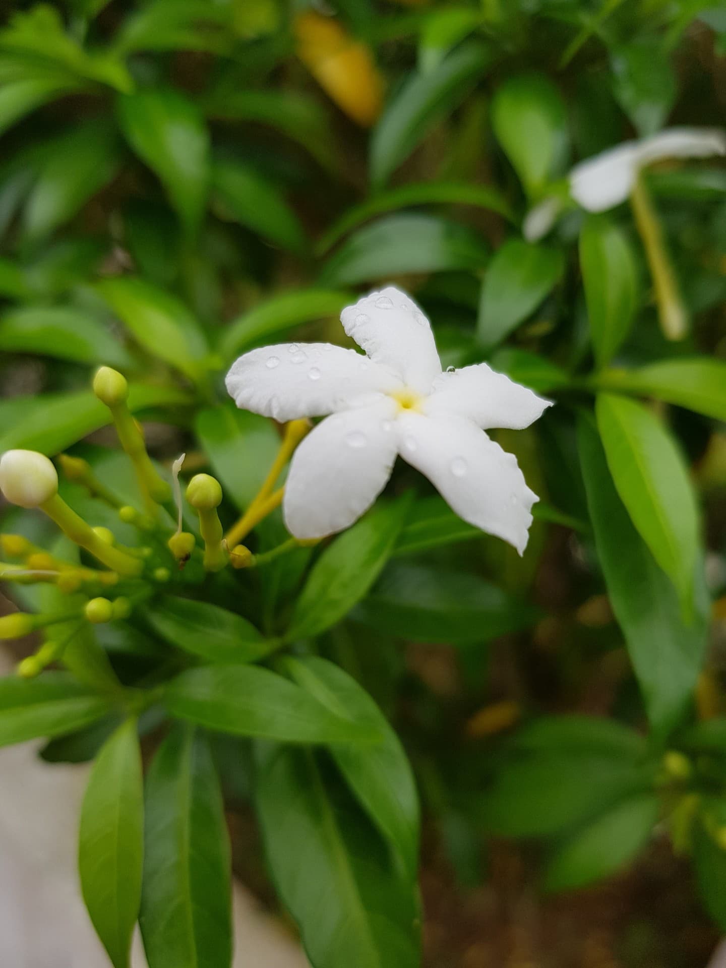 Little flower with dew