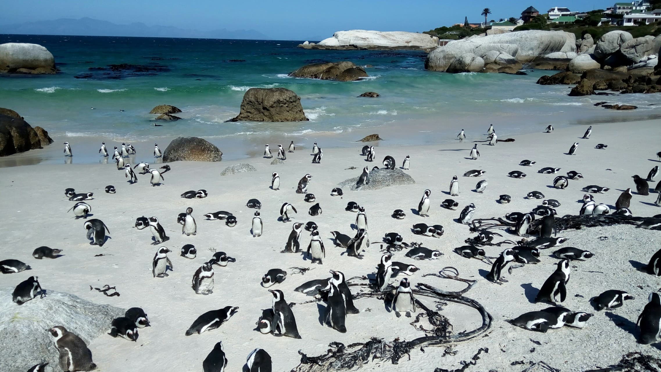 Penguins in the sand