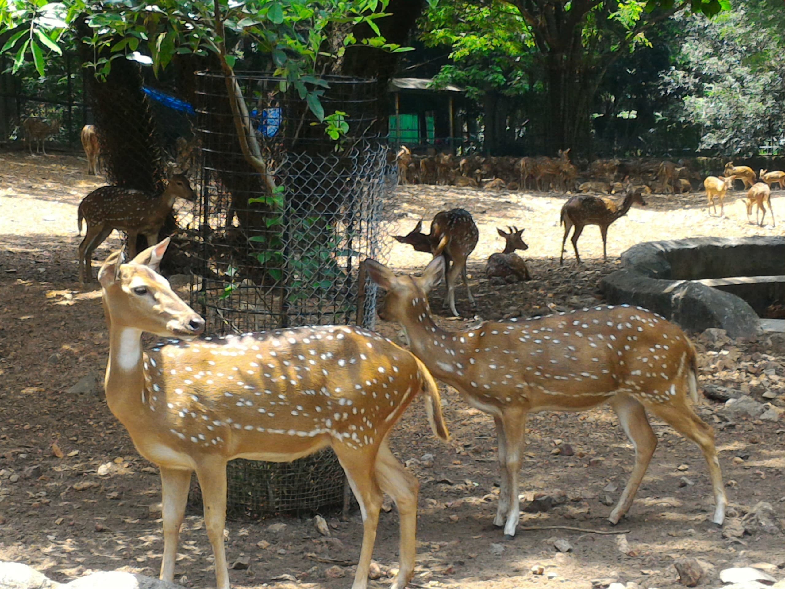 deer