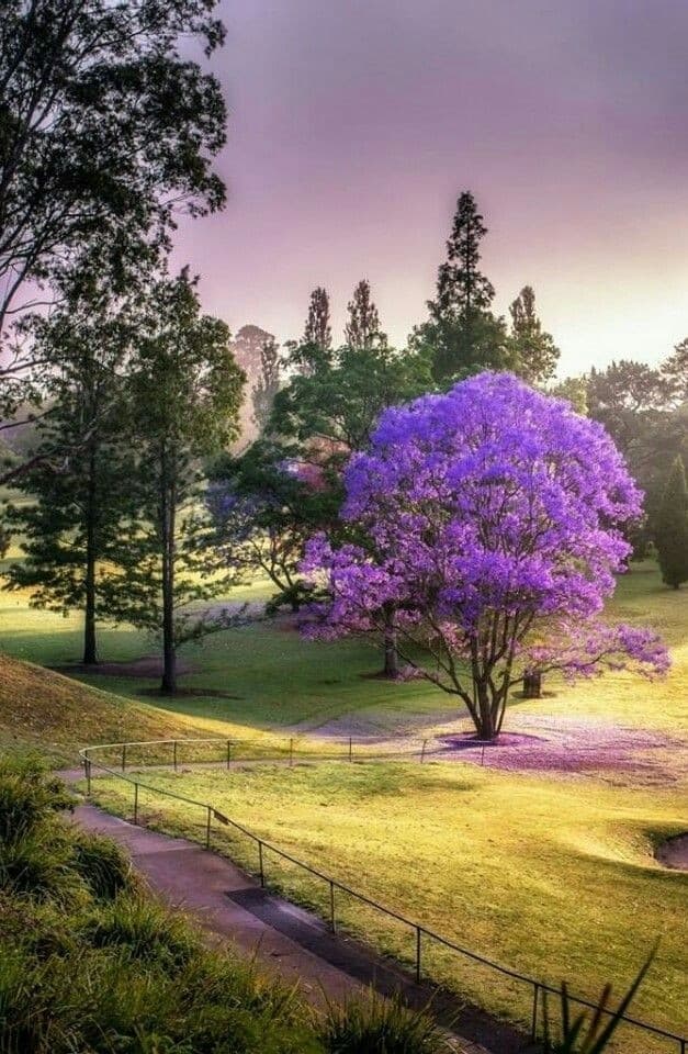 Jacaranda