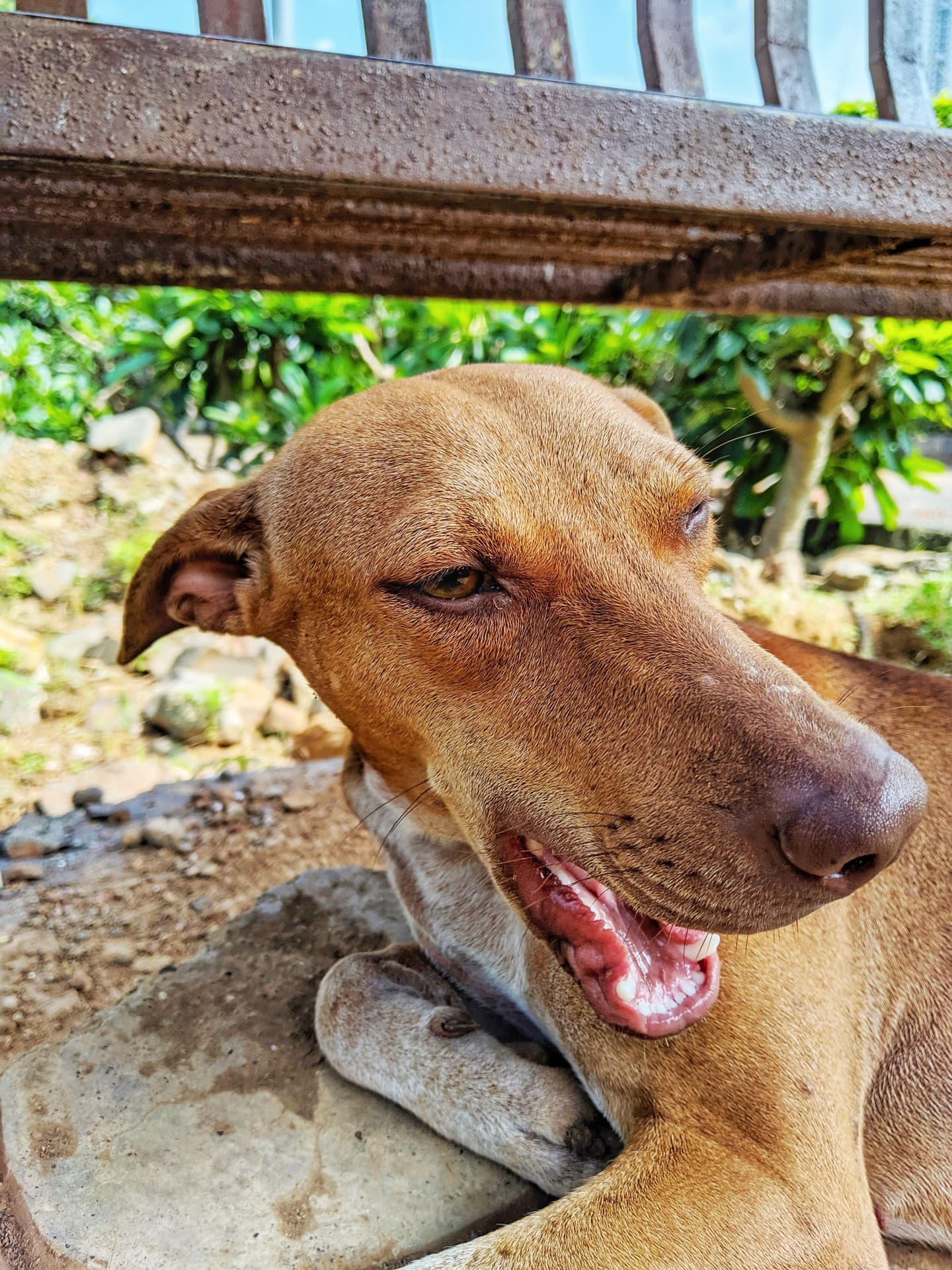 Street Dog