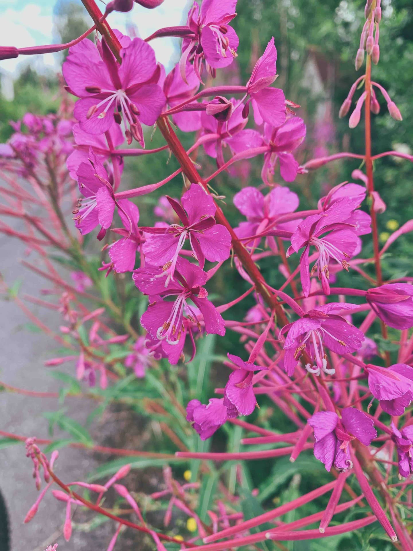 Fireweed