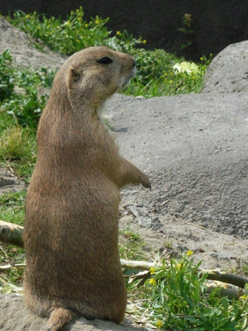 prairiedog on the lookout