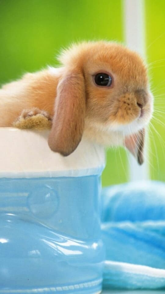 Rabbit