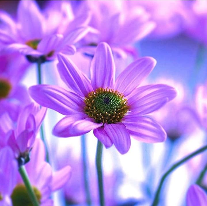 daisy 