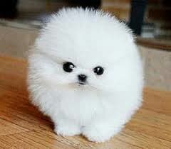 amo los perritos peluditos