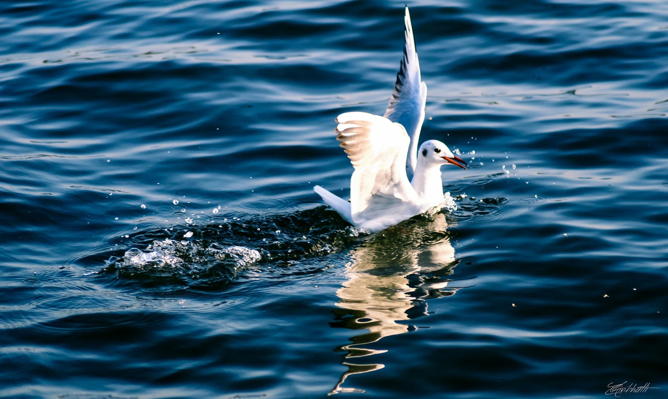 bird