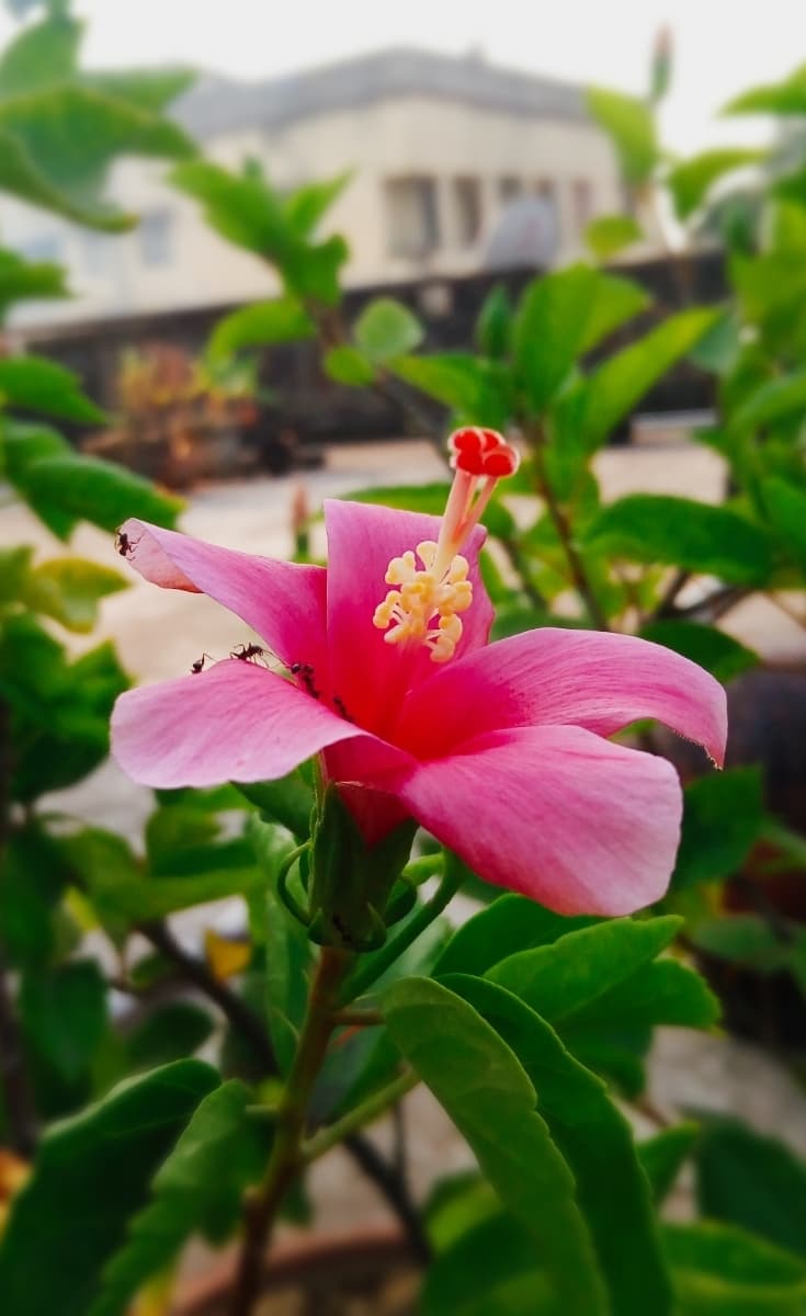 Flower