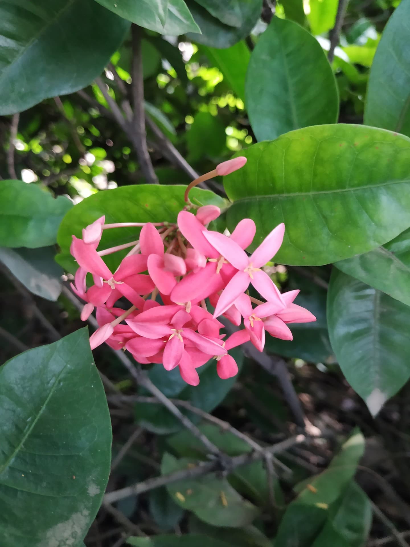 Mi a2 photography