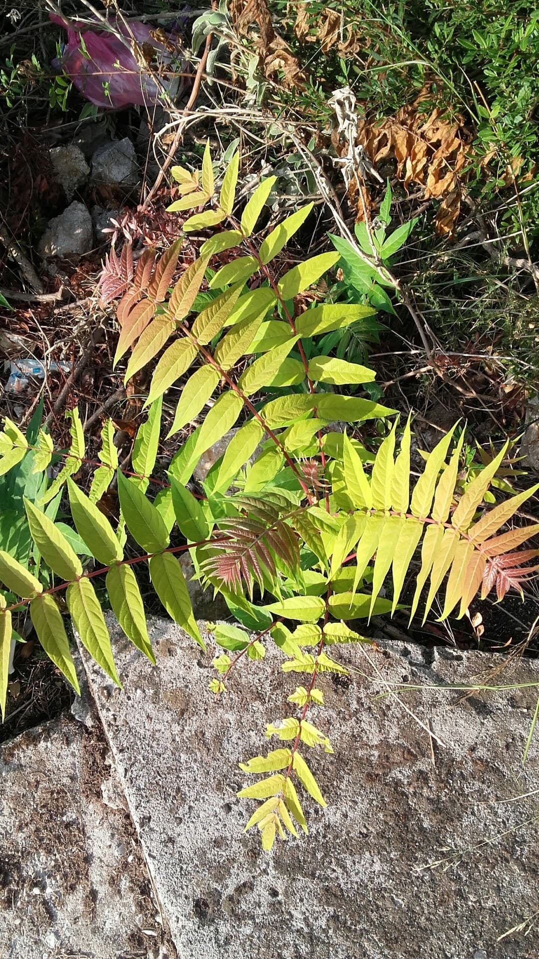 Plant