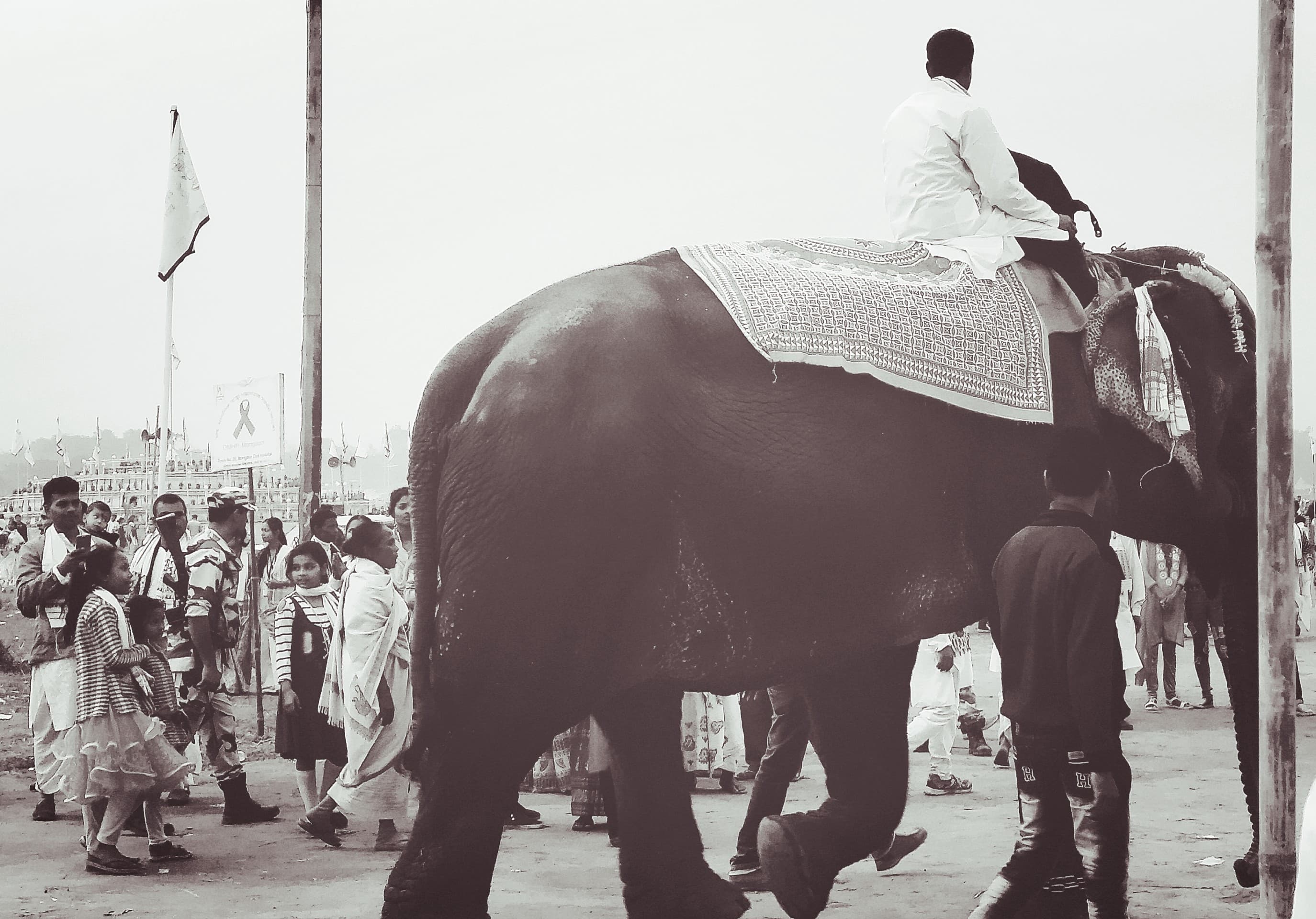Alephant