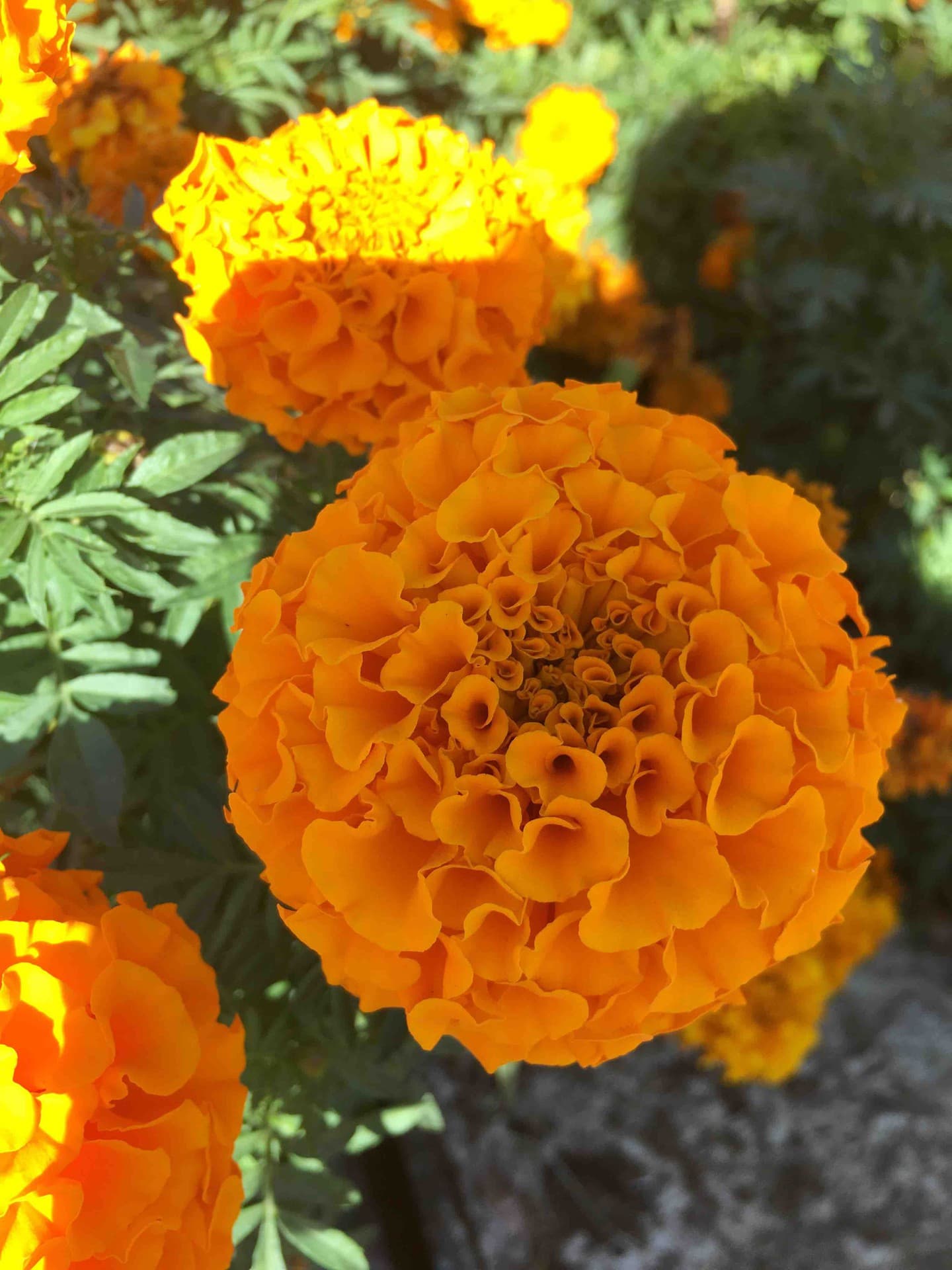 flowers