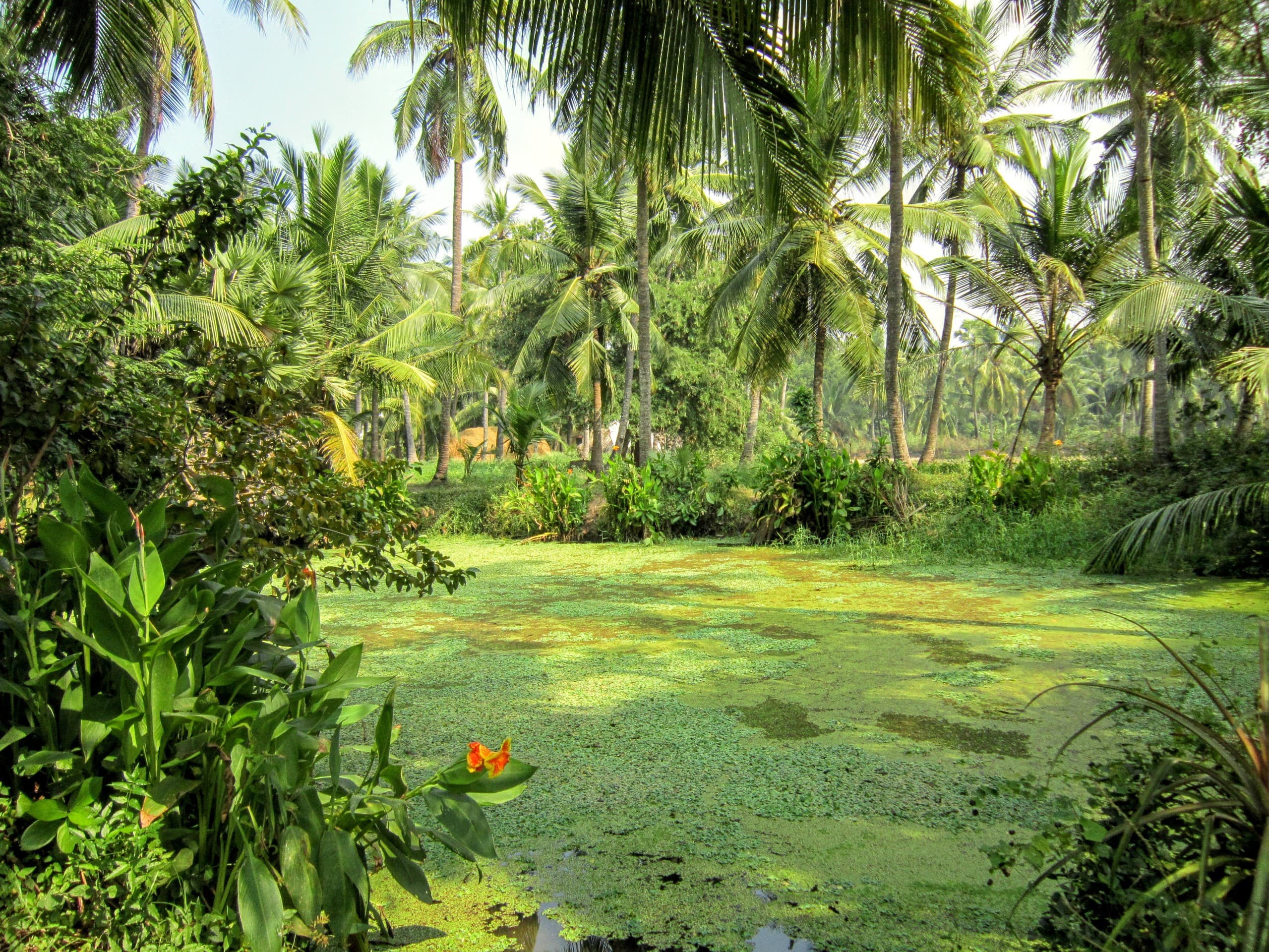 beautiful pond