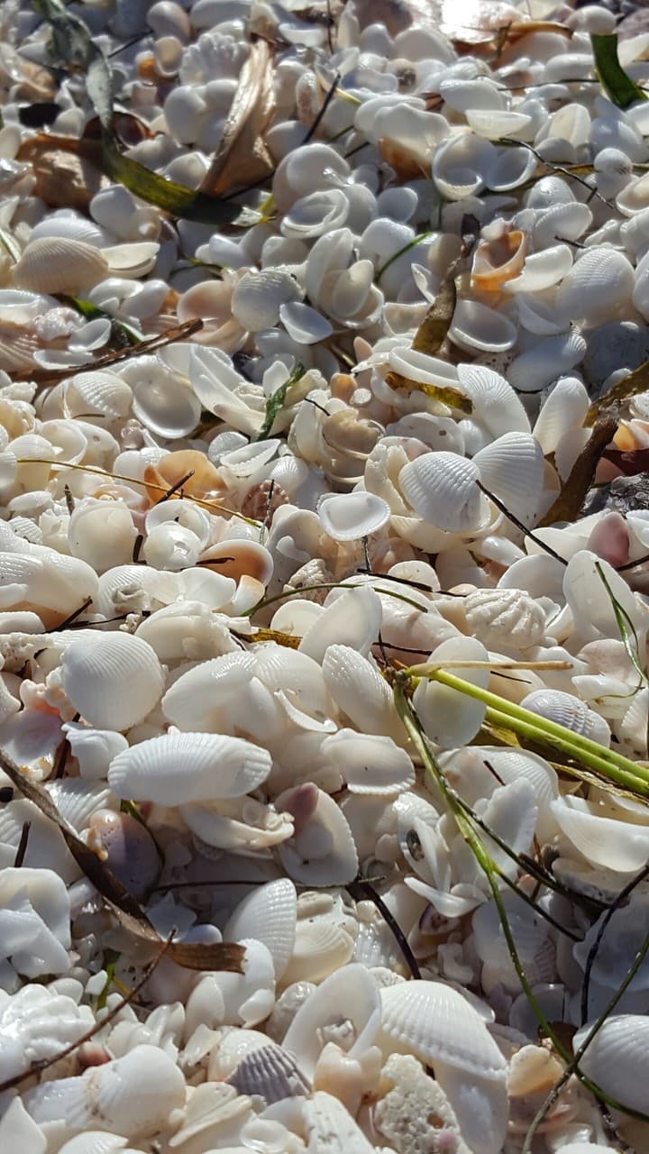Tiny Shells