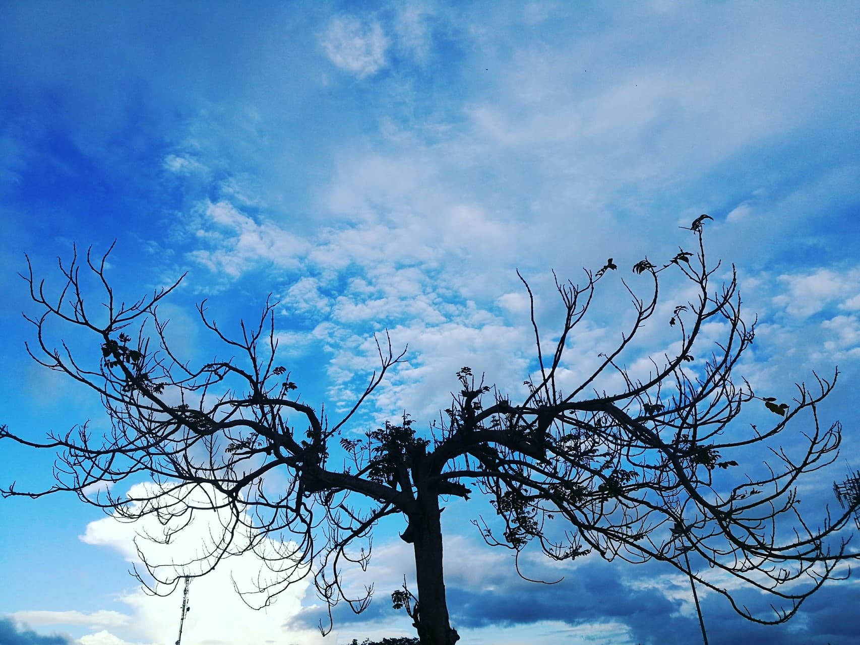 Sky and Tree