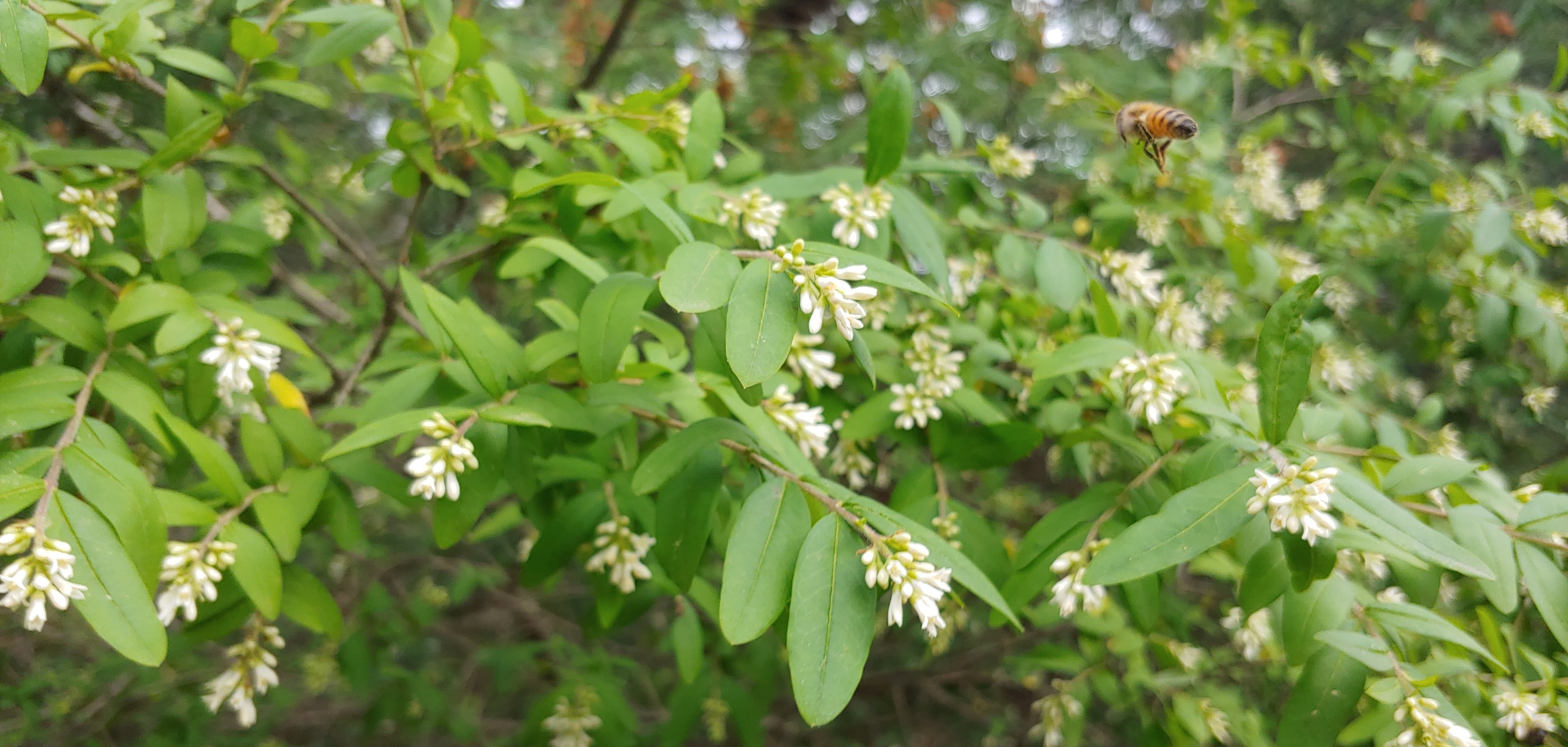 Sweet wild flowers^^