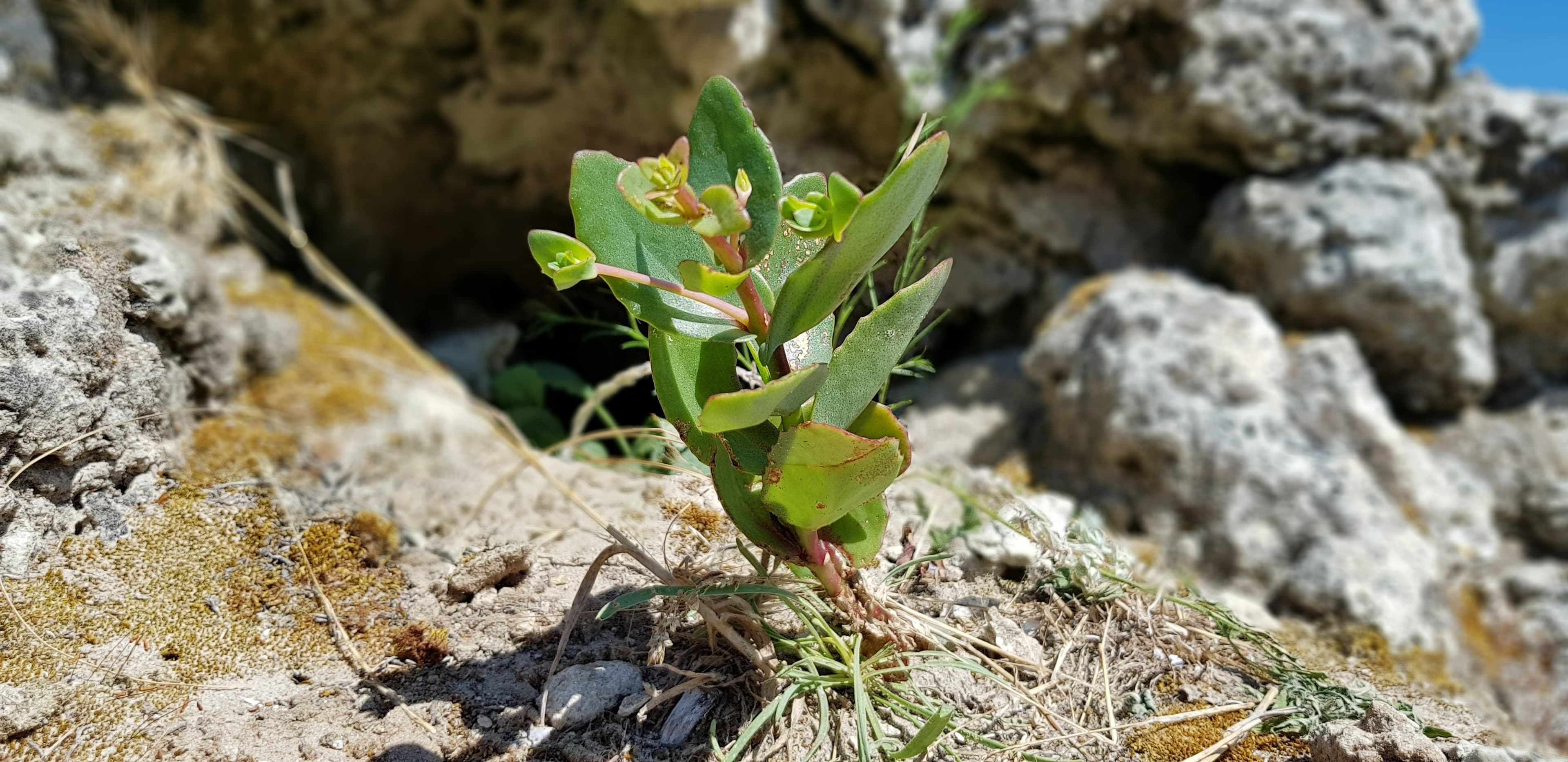 plant