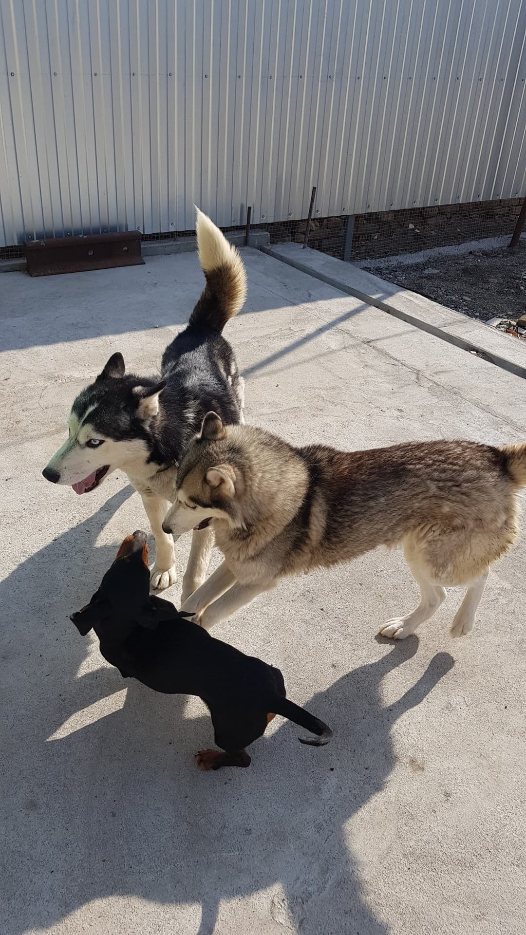 мои