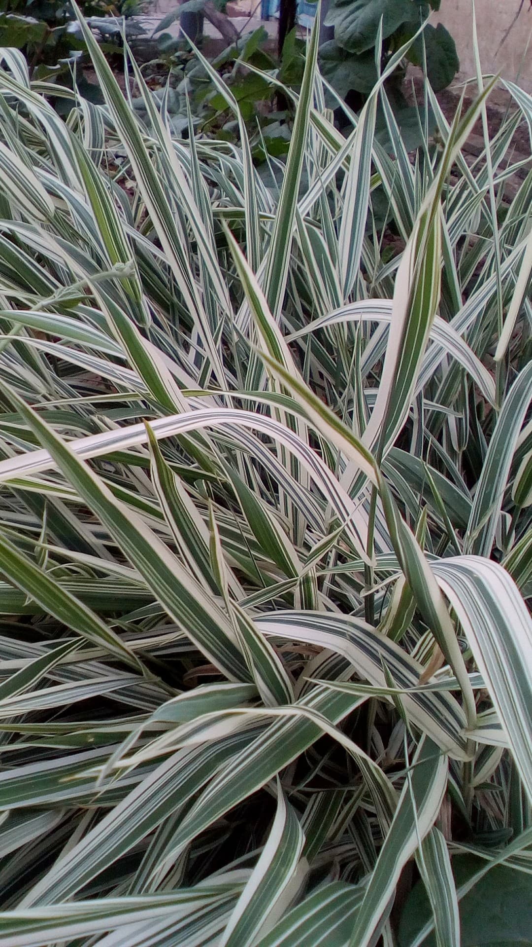 grass