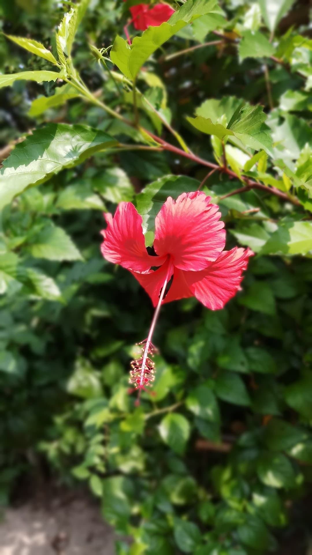 red shoes flower