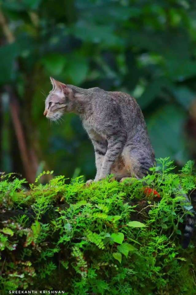 cat