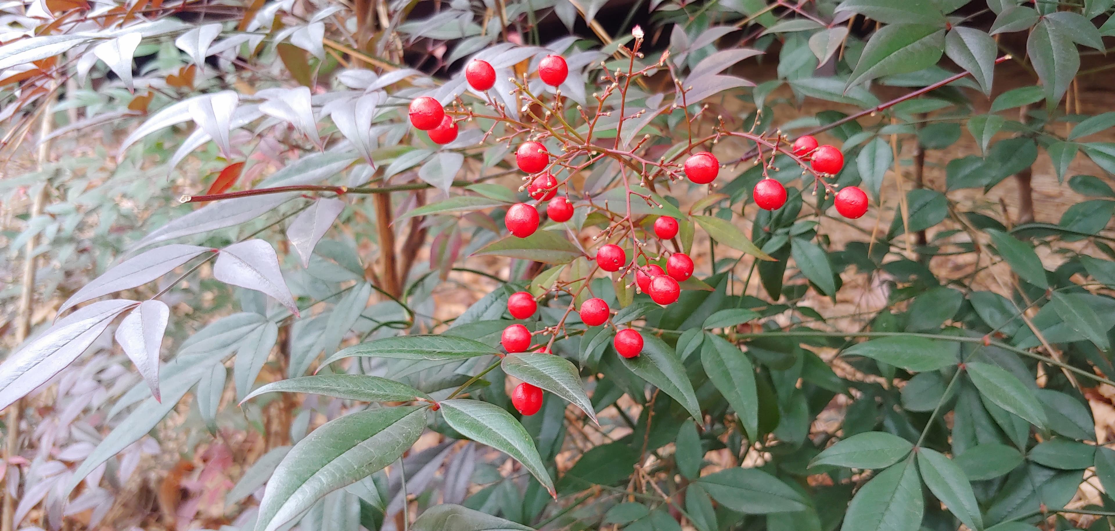 a cold winter in Korea!