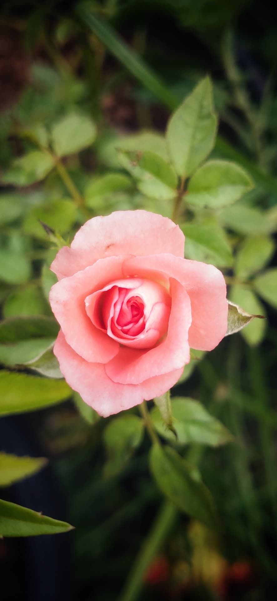 rose