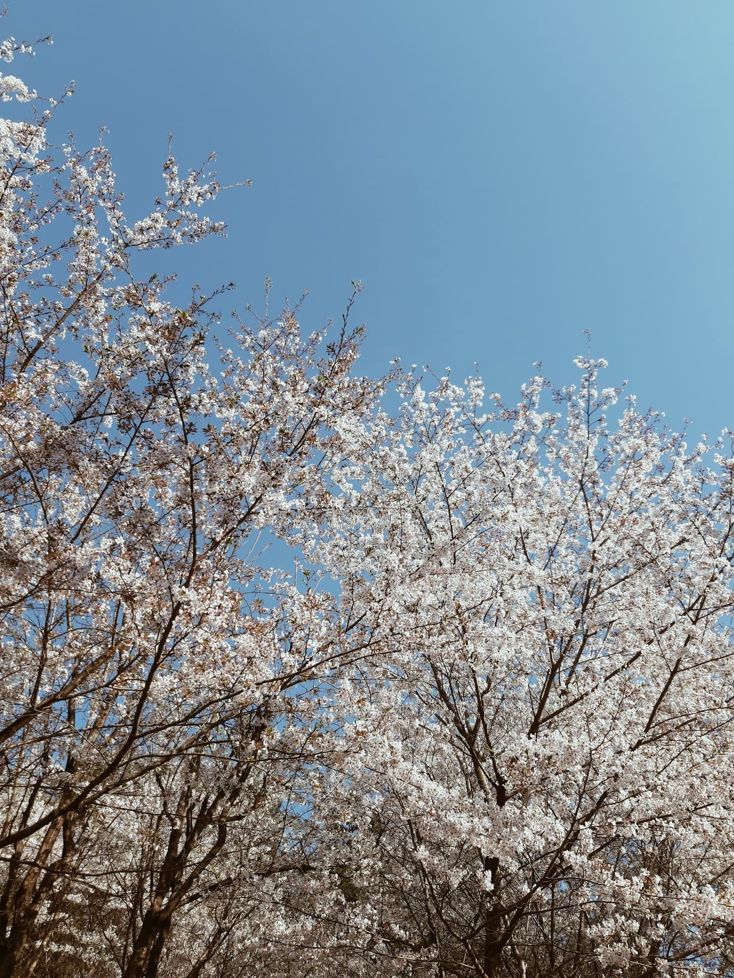 Cherry's Bloom