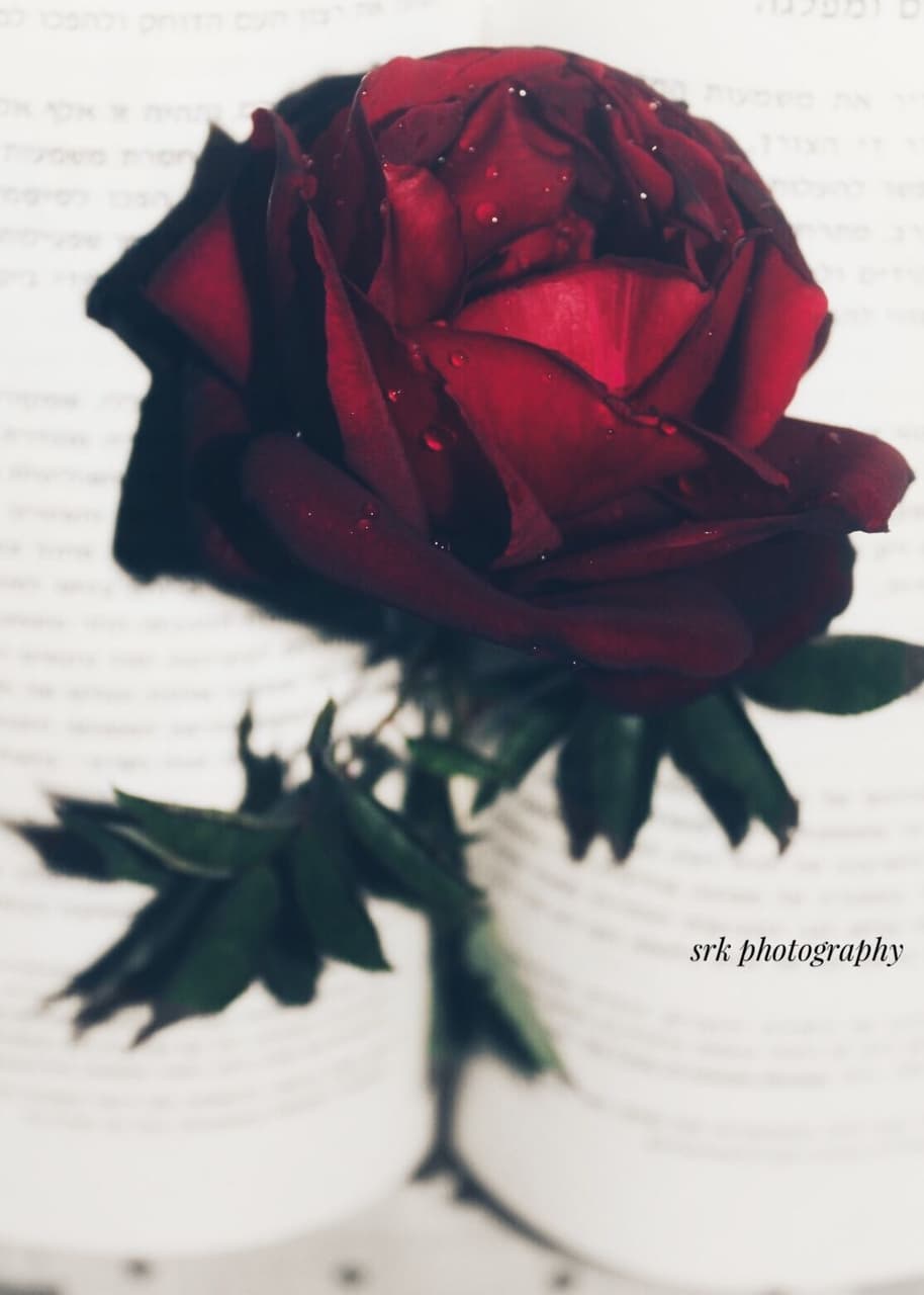 love rose