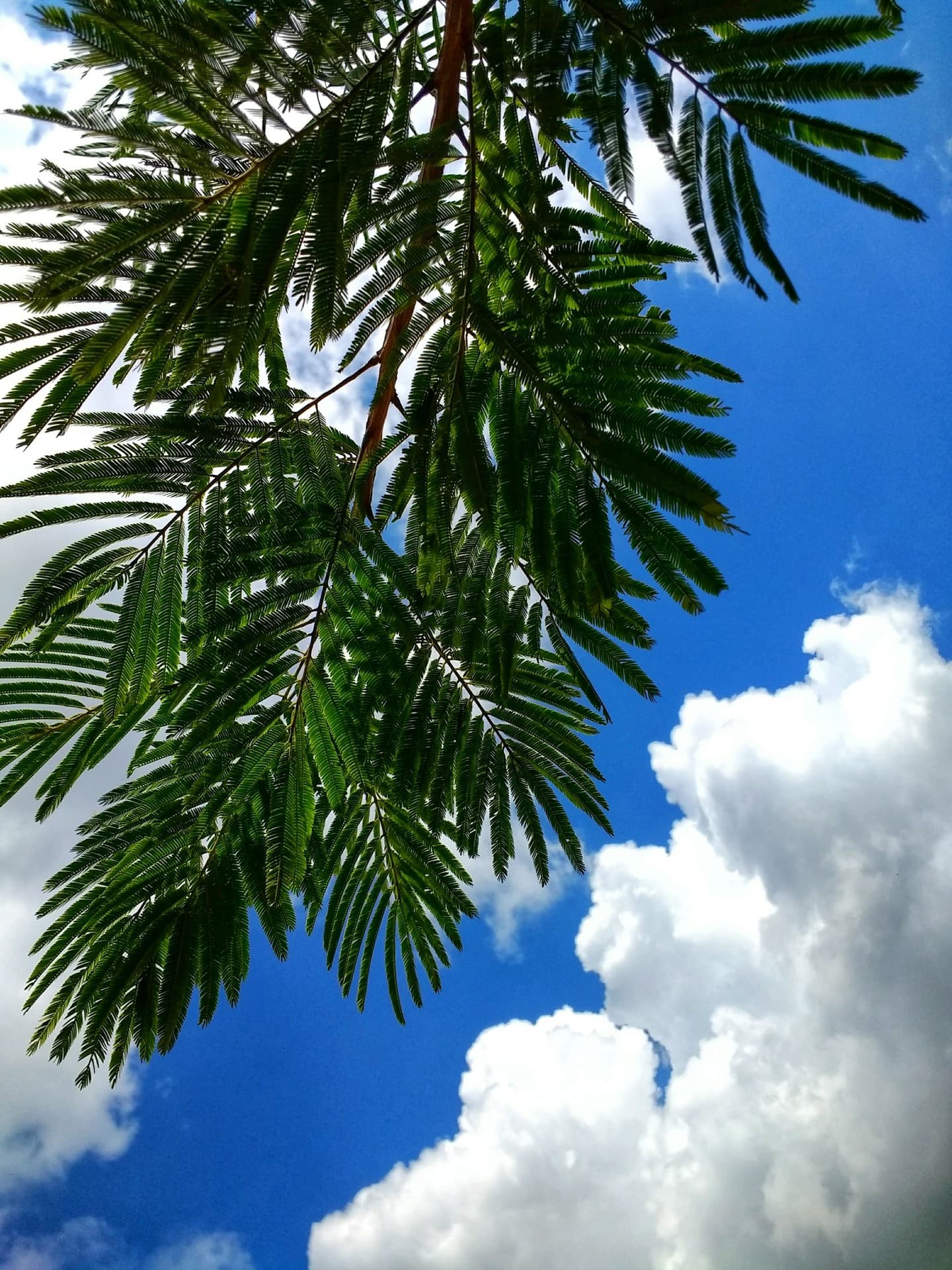 Tropical