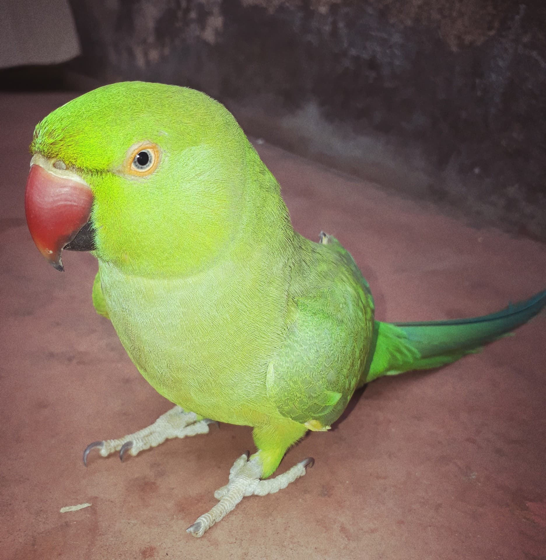 My Sweet Mithu
