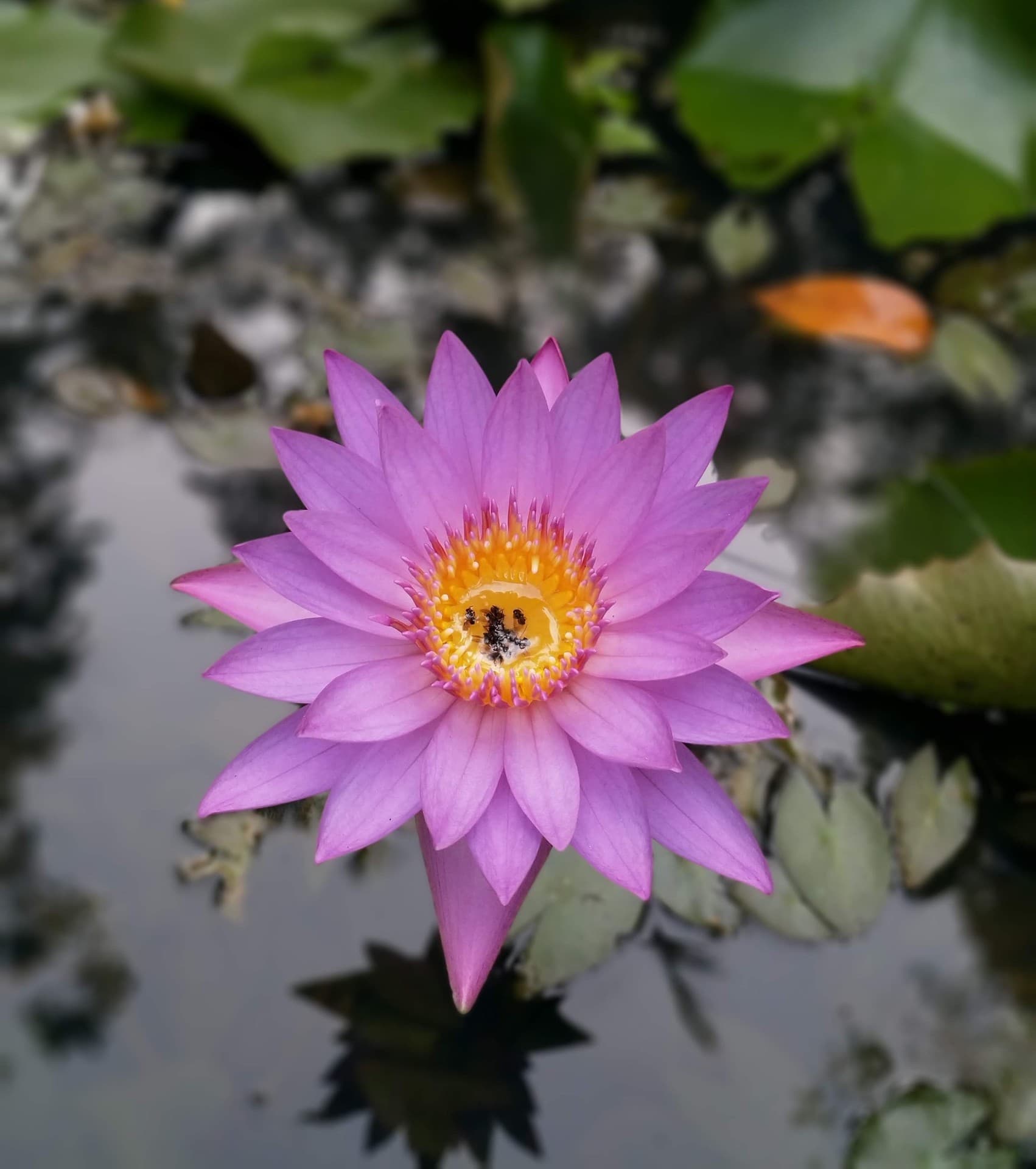 Lotus