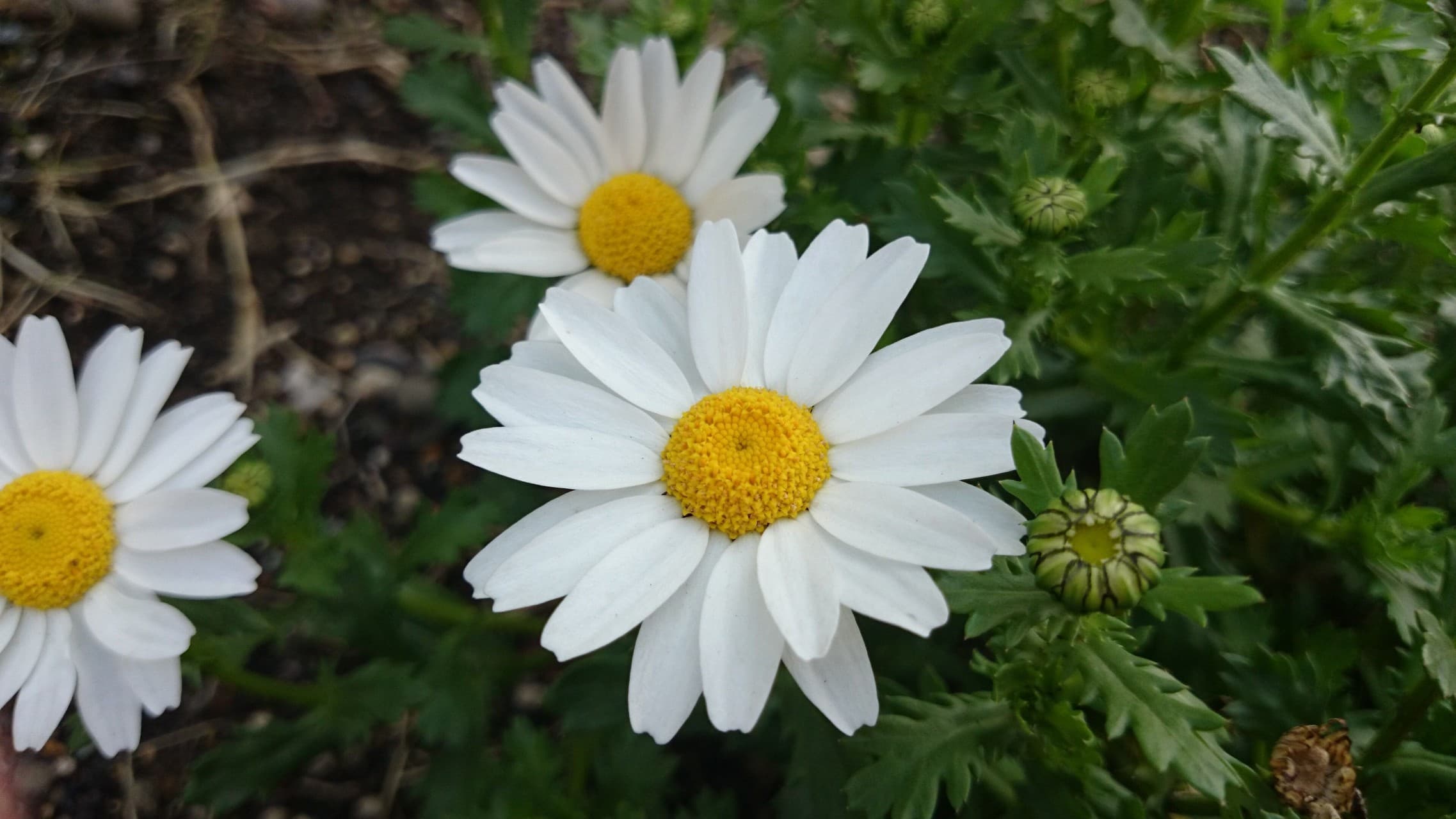 chamomile〜カミツレ〜