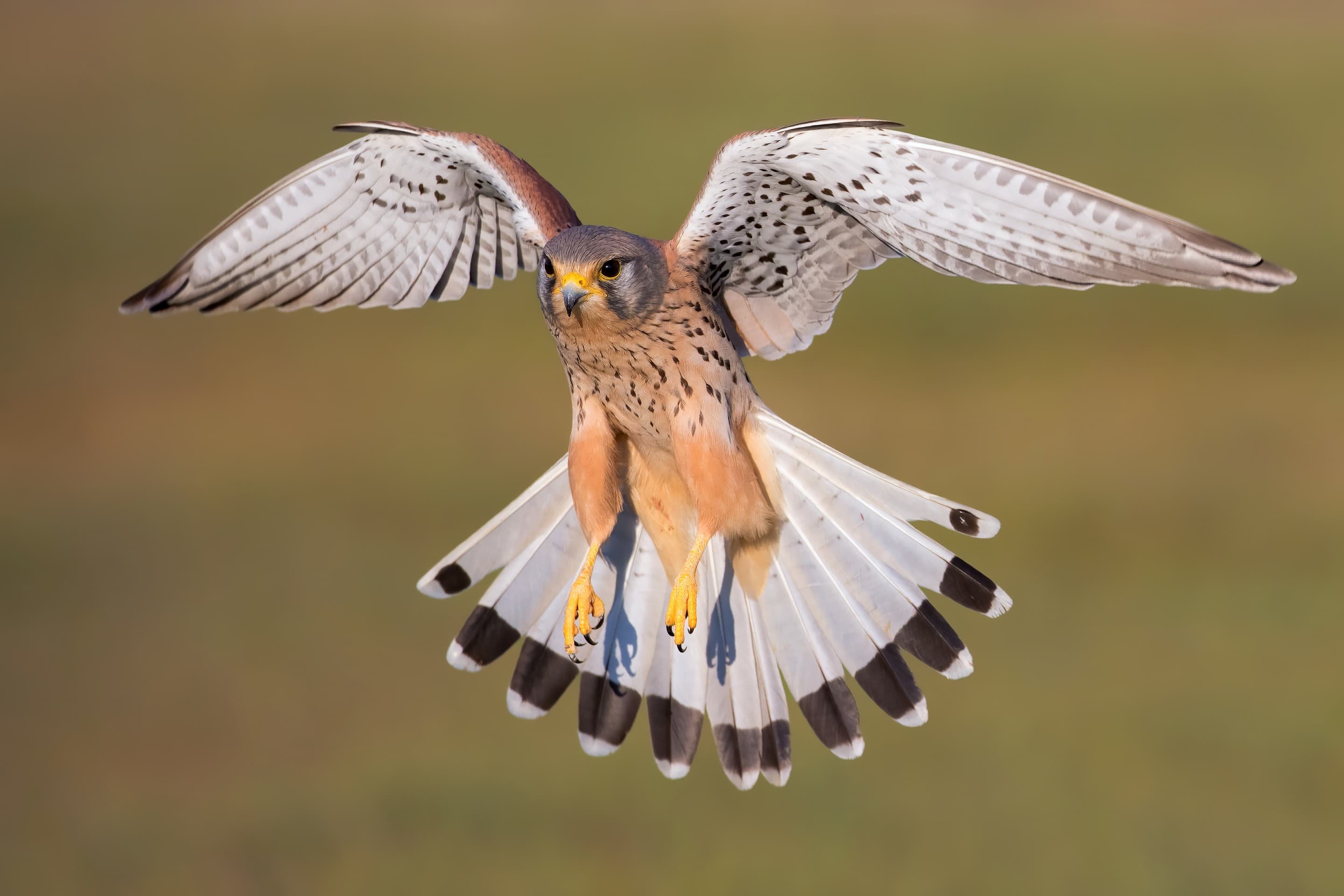 Falcon