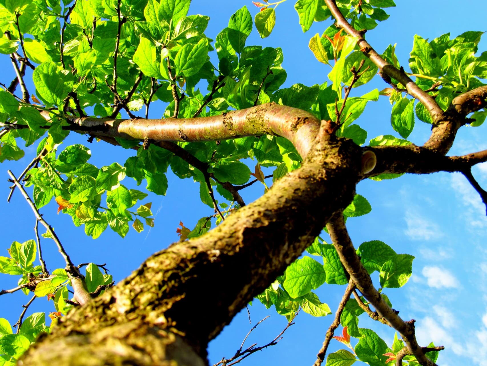 Up in the tree