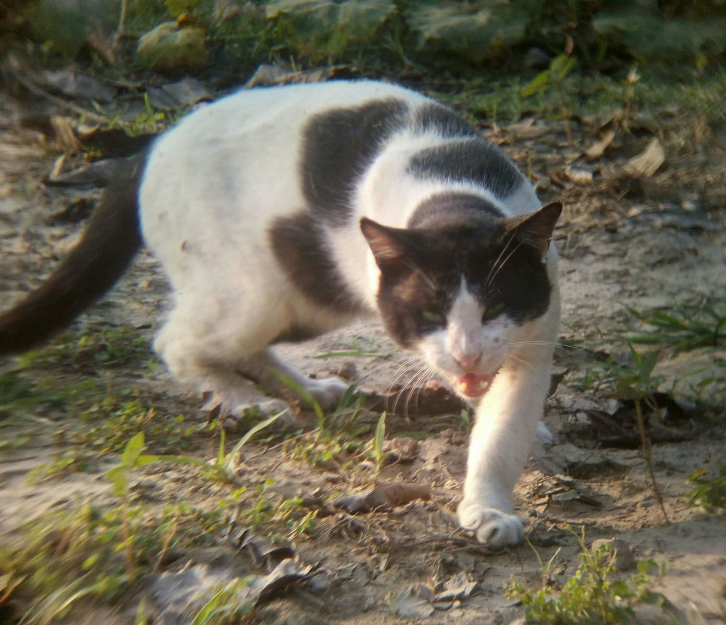 cat